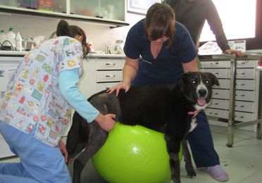 Fisioterapia y rehabilitación canina y felina