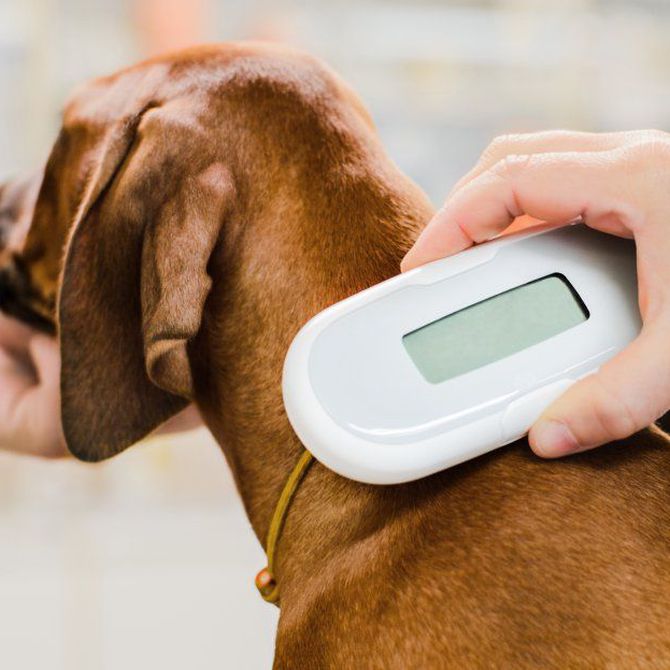 ¿Por qué los animales necesitan un microchip? Descubre su importancia