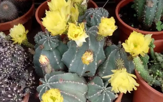 Viveros en Tacoronte