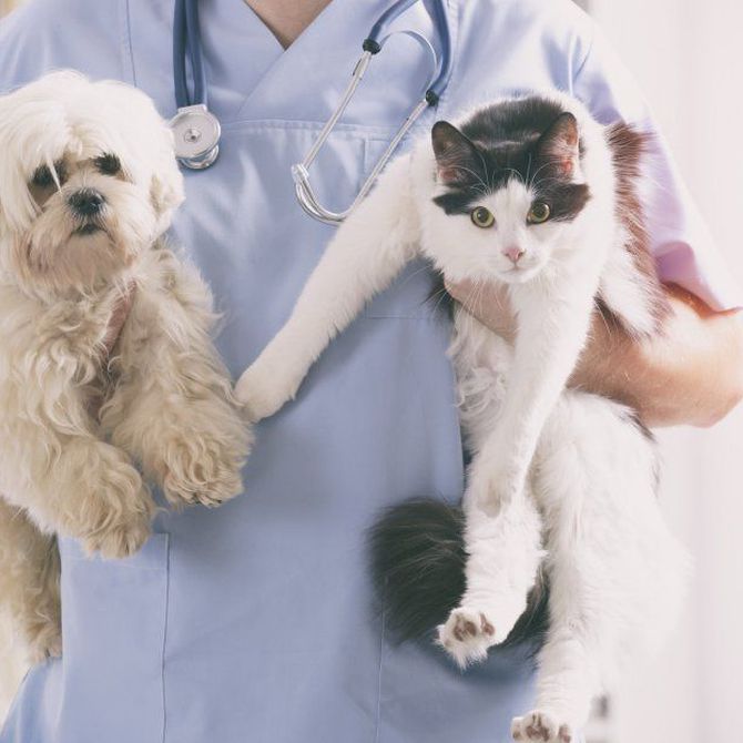 Veterinario de urgencias: Cómo actuar en situaciones críticas con tu mascota