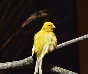 Enfermedades más comunes de los canarios