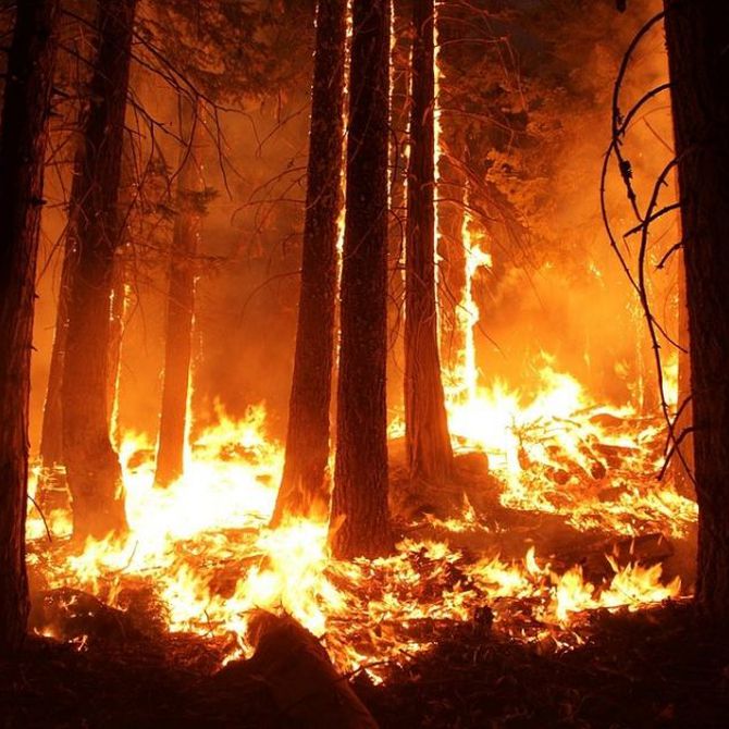 Los incendios forestales son un problema de todos