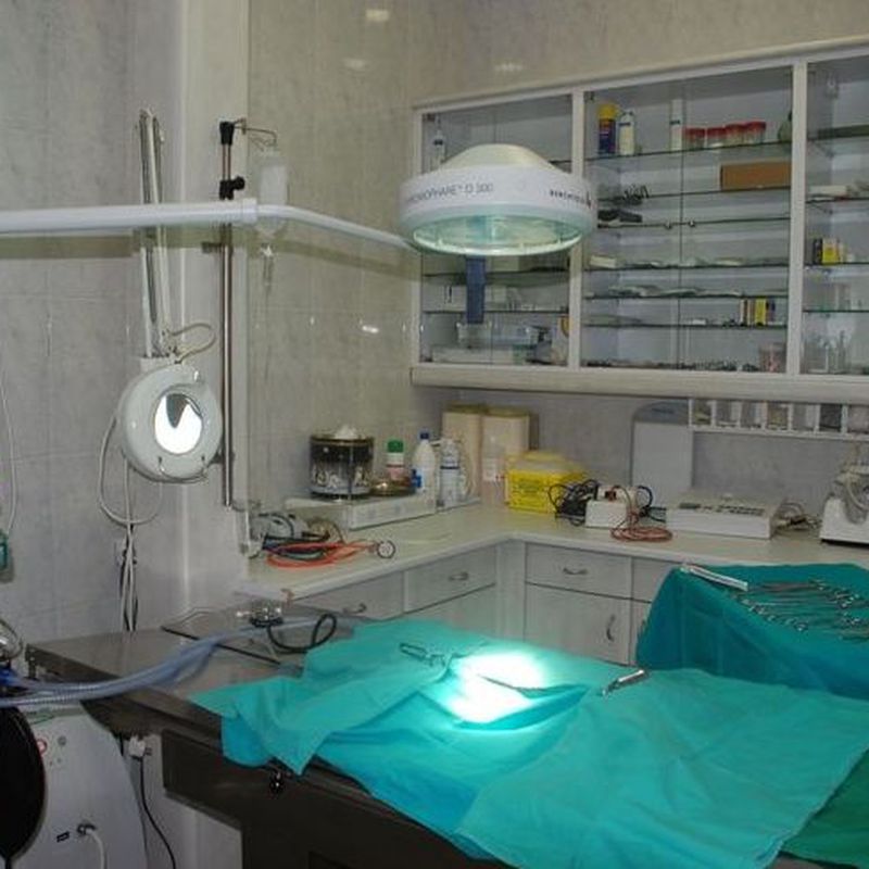 Cirugía: Especialidades  de Centro Veterinario Veracruz