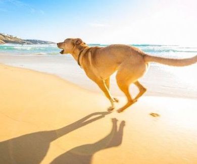 Playas para Perros en España 2017 - LISTADO OFICIAL