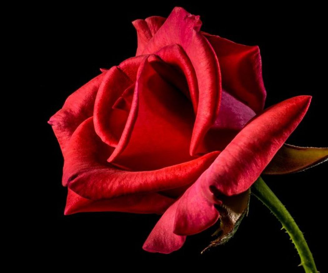 La tradición de regalar rosas por Sant Jordi