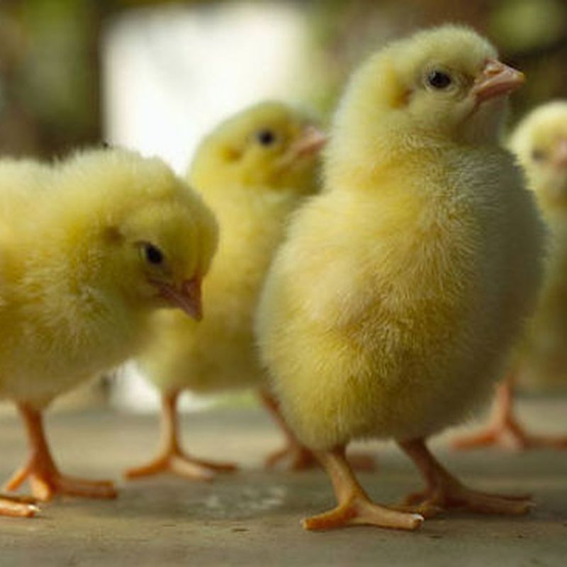 Gallos adultos,pollitos mascota y pollos capones: ARTICULOS de Piensos Alonso