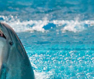 Ballenas y Delfines (2 horas)