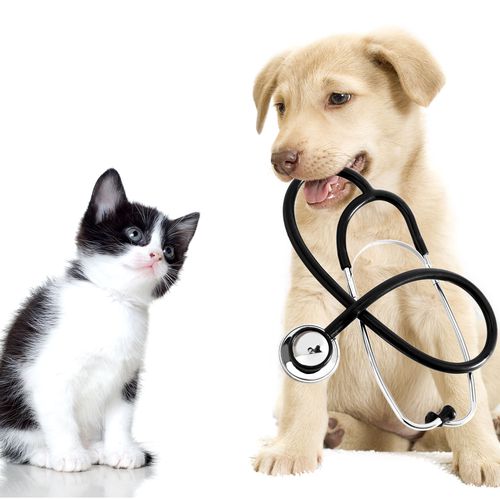 Clínica veterinaria análisis clínicos en Úbeda
