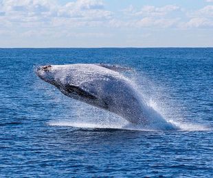 ¿Qué ballenas puedes ver en Tarifa?