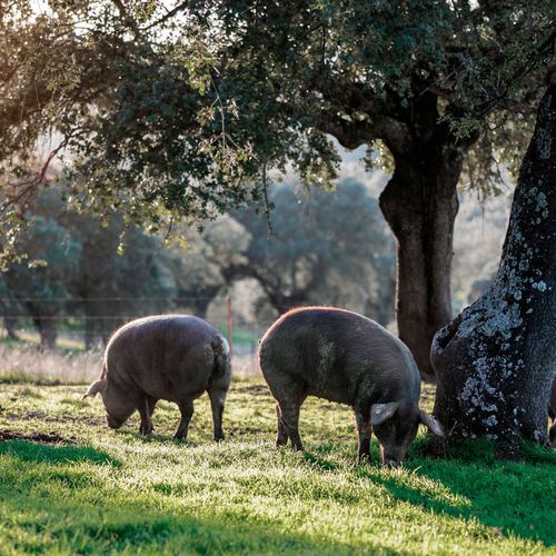 Distribuidor de Jamón Ibérico