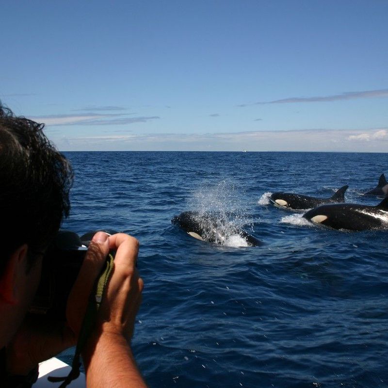 Orcas desde el Dolphin Safari