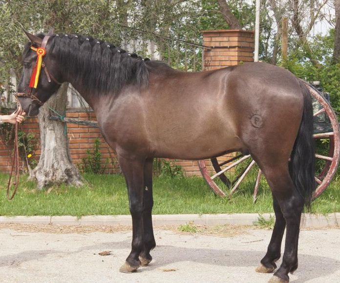 Venta de caballos: Servicios de Yeguada Claudio Pot