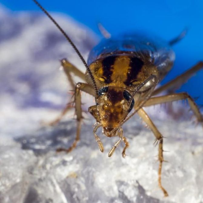 Cucarachas, una de las plagas más complejas de eliminar sólo con productos domésticos