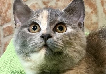 Servicio de peluquería felina