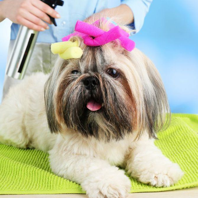 ¿Te encantan los perros? Aprende peluquería canina y dales el cuidado que merecen