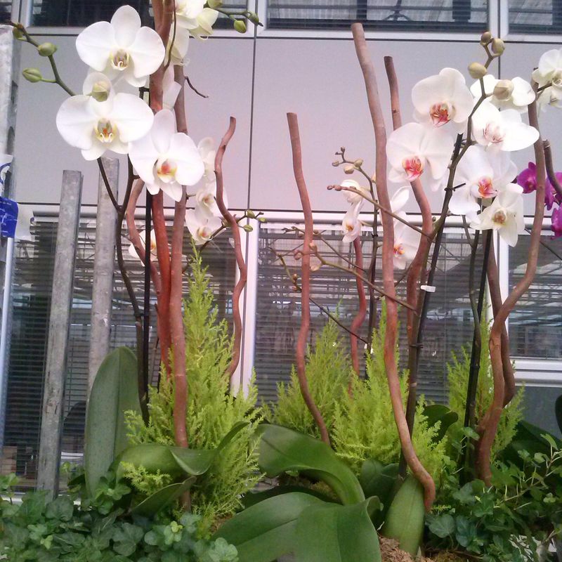 Centro de plantas variadas con orquideas.
