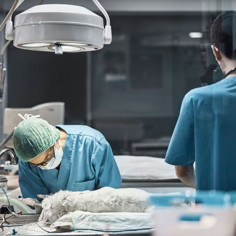 Cirurgies: Serveis especialitzats de Arca Veterinaria