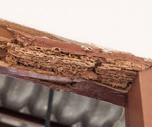 Las plagas de termita y carcoma en Bizkaia superan a las de cucarachas
