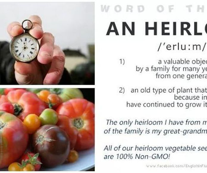 Word if the day: An heirloom }}