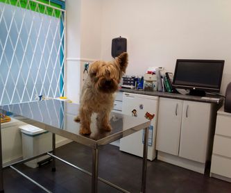 Laboratorio: Servicios veterinarios de C. V. Gabriel Usera