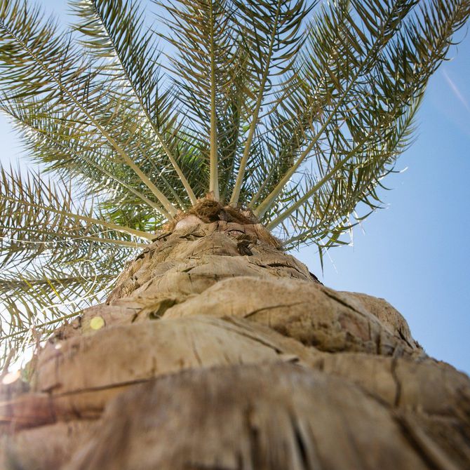 Los principales tipos de palmeras para jardines