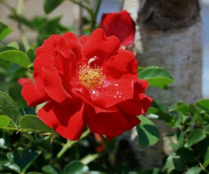 Rosa  silvestre - Flor de Bach : Terapias de Terapias Alternativas Isabel