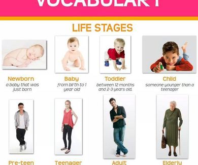 Vocabulary: life stages