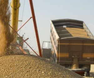Transporte de cereales a granel