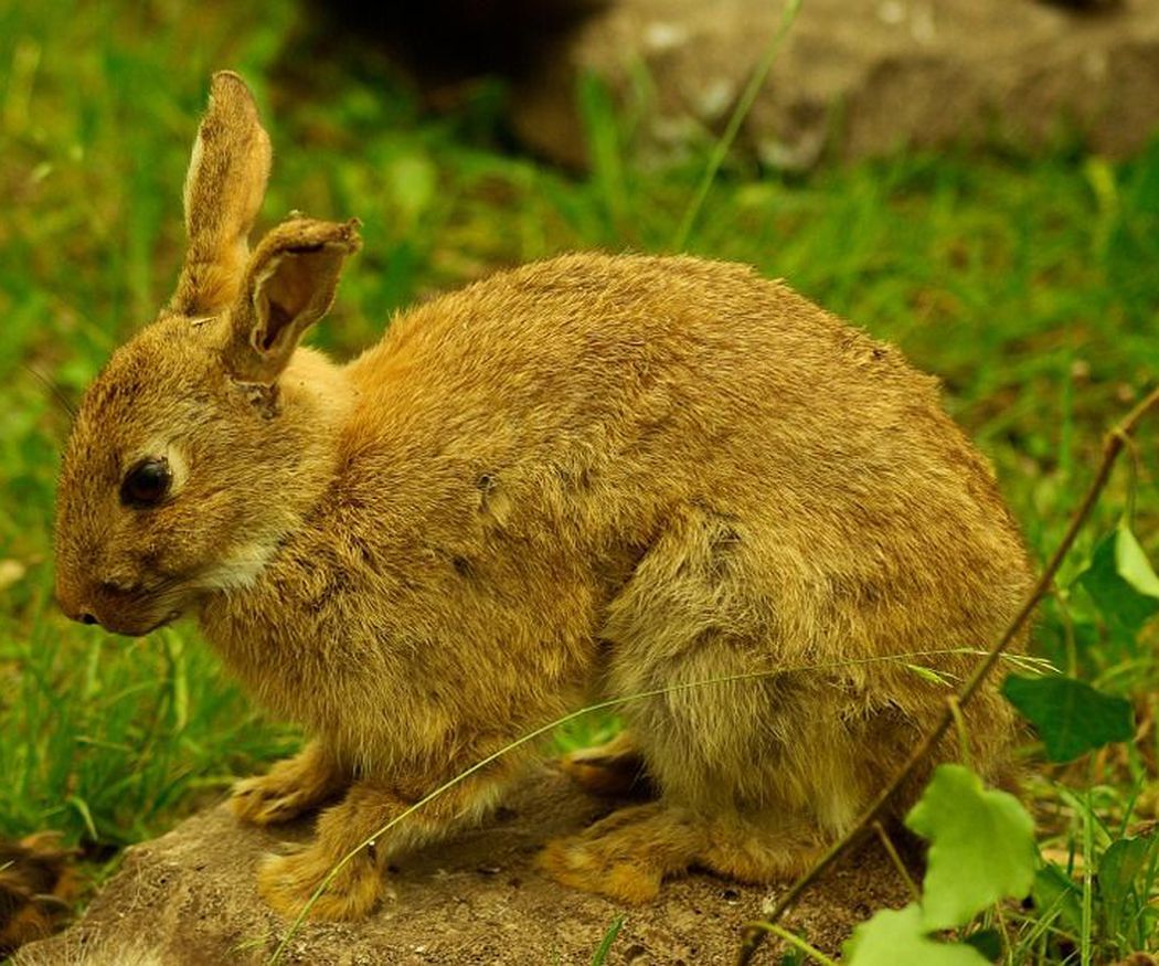 El descaste del conejo ¿necesario?