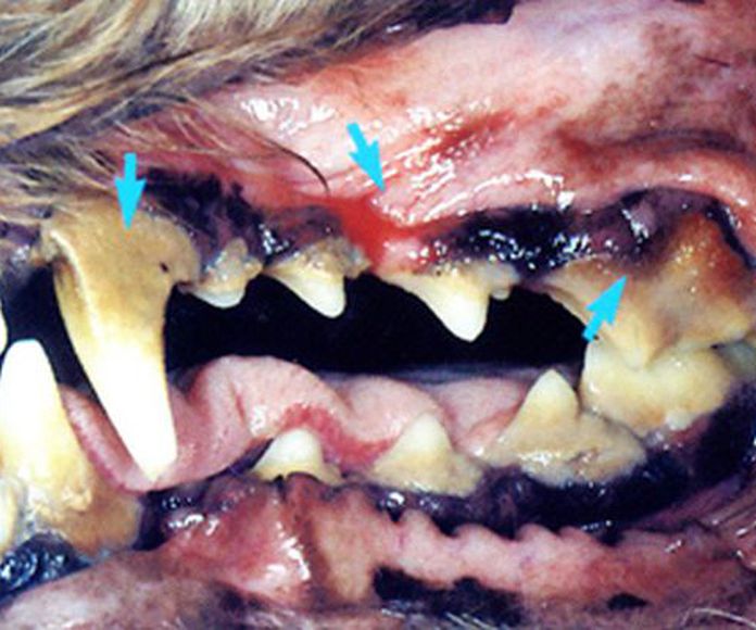 Limpiezas dentales: Servicios de ClÃ­nica Veterinaria PirÃ¡mides