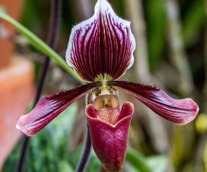 Orquídea de los Recuerdos : Terapias de Terapias Alternativas Isabel