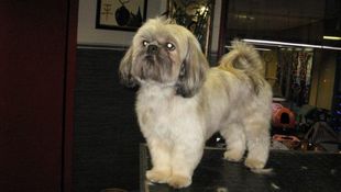 Imagen de Servicios - Peluquería canina