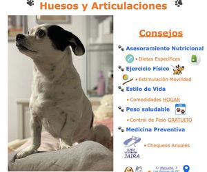 El Cuidado de TU Mascota:  Huesos y Articulaciones: CONSEJOS