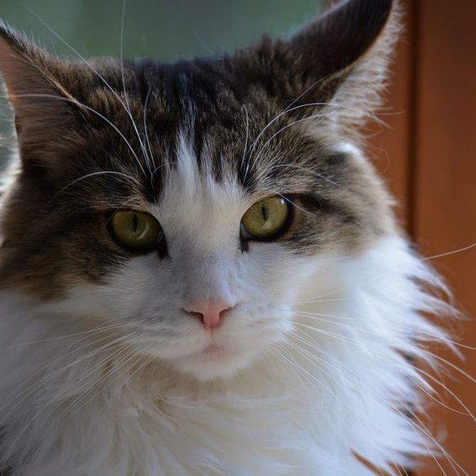 ¿Qué cuidados debe tener un gato Maine Coon?