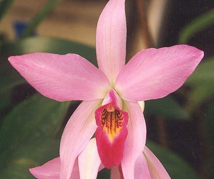 Orquídea del Ser Superior : Terapias de Terapias Alternativas Isabel