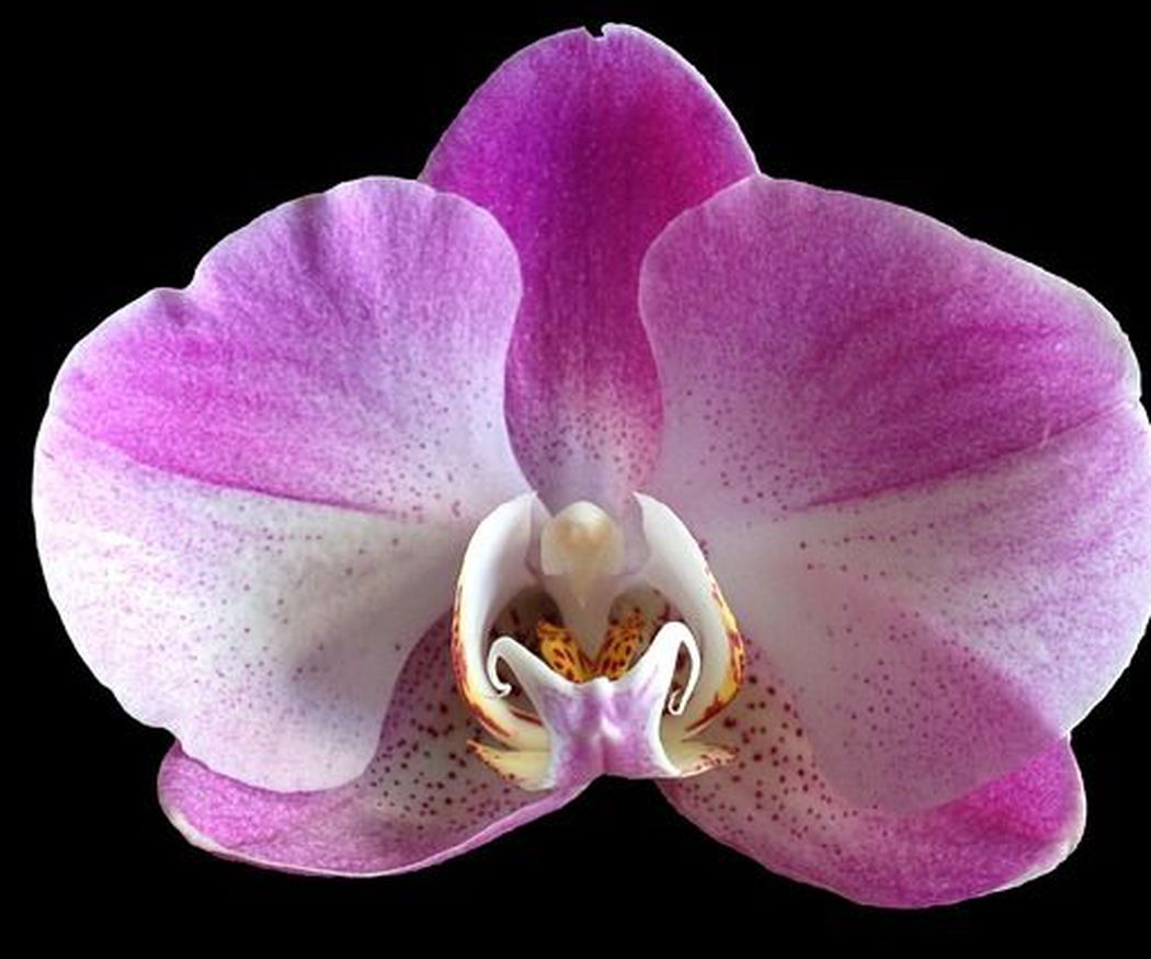 Los cuidados de las orquídeas