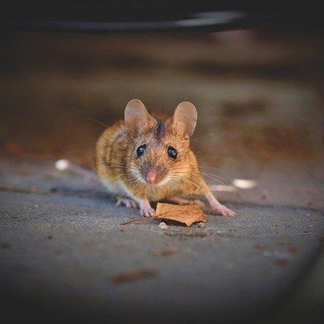 Rincones de tu casa con ratones