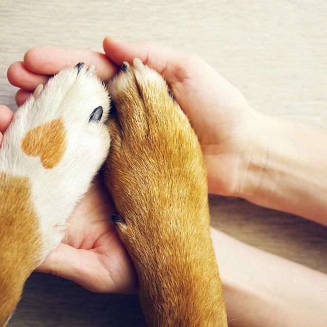 Los problemas que puede sufrir tu perro con las gládulas anales