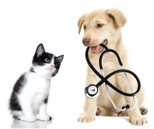 La importancia de las vacunas en perros y gatos