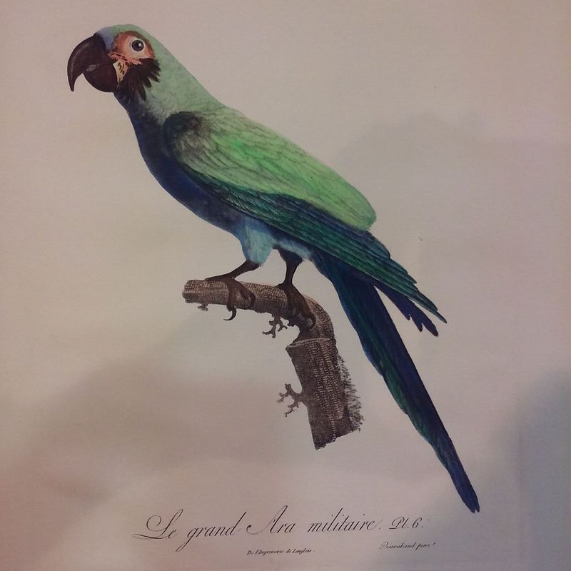 AVES DEL PARAISO: Productos de Cano 1907