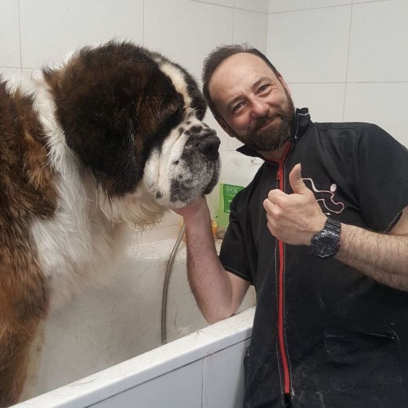 Baños antiparasitarios: Servicios de Peluquería Canina Anthares