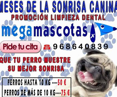 Mes de la sonrisa canina . Promoción limpieza dental en Murcia