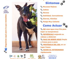 TU MASCOTA y los Golpes de Calor
