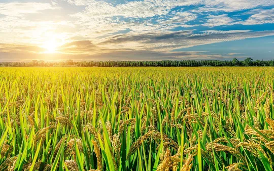 Imagen 2 de la galería