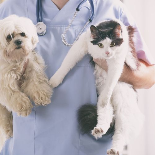 Clínica veterinaria en Úbeda