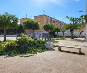 Poda de árboles en Murcia