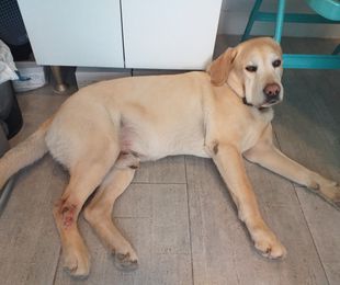 TERAPIA NEURAL EN ANIMALES. GRANULOMA ESTERIL EN TARSOS.