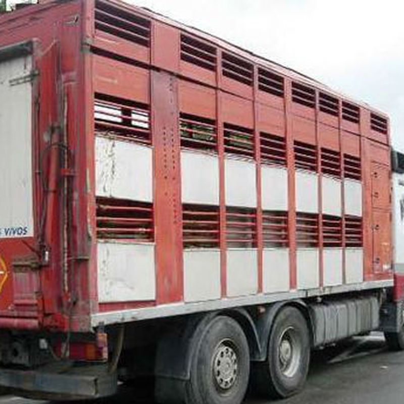 Logística: Servicios de Transportes de Animales Irazola 