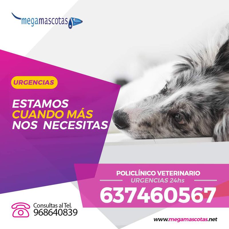Urgencias veterinarias 24H: Servicios de Megamascotas