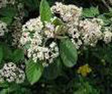 Cotoneaster coriaceus Ref. 12 ( Arbusto )